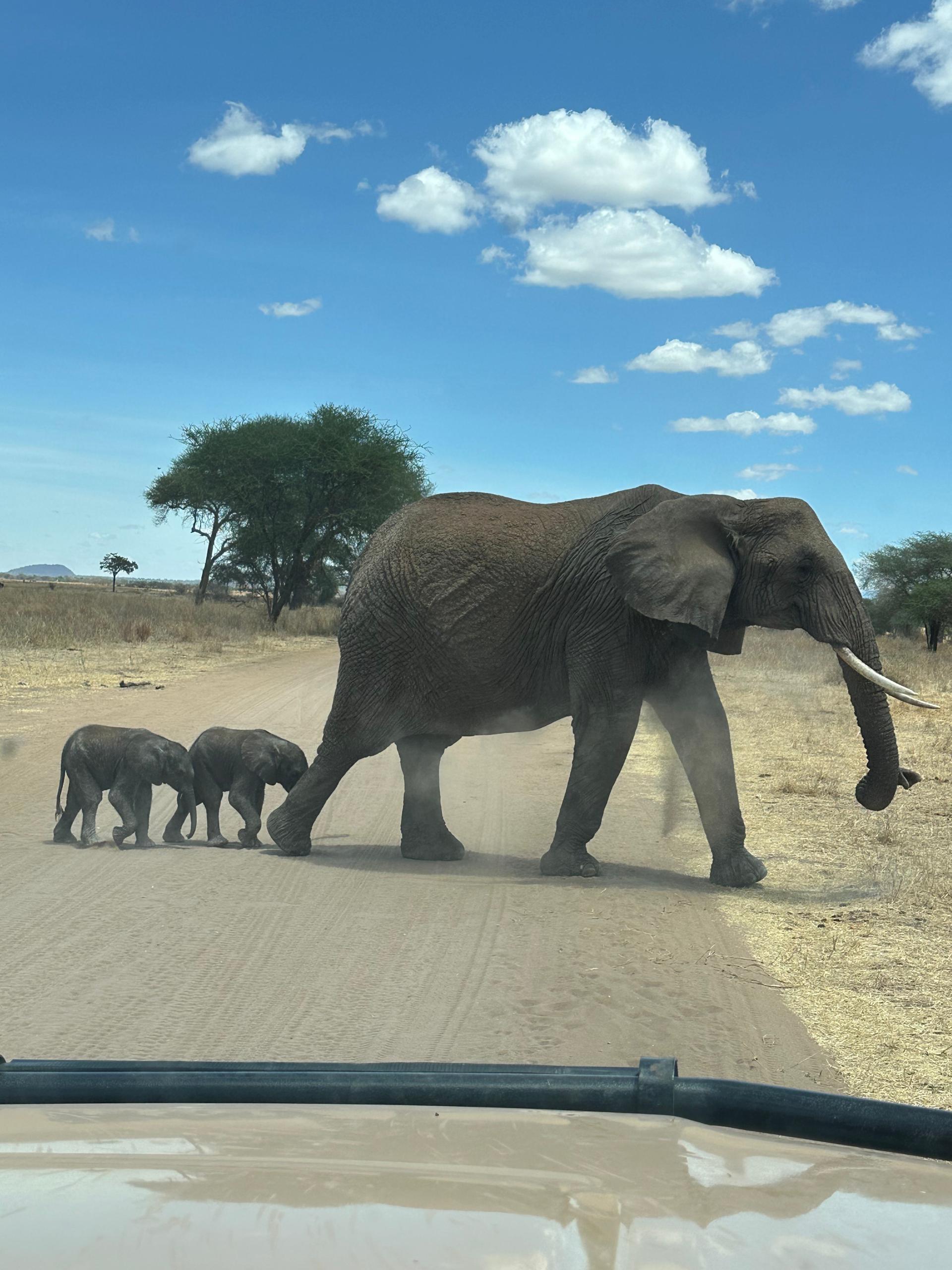 Image number 12 for 3 Days 2nights Tarangire, Manyara & Ngorongoro Crater