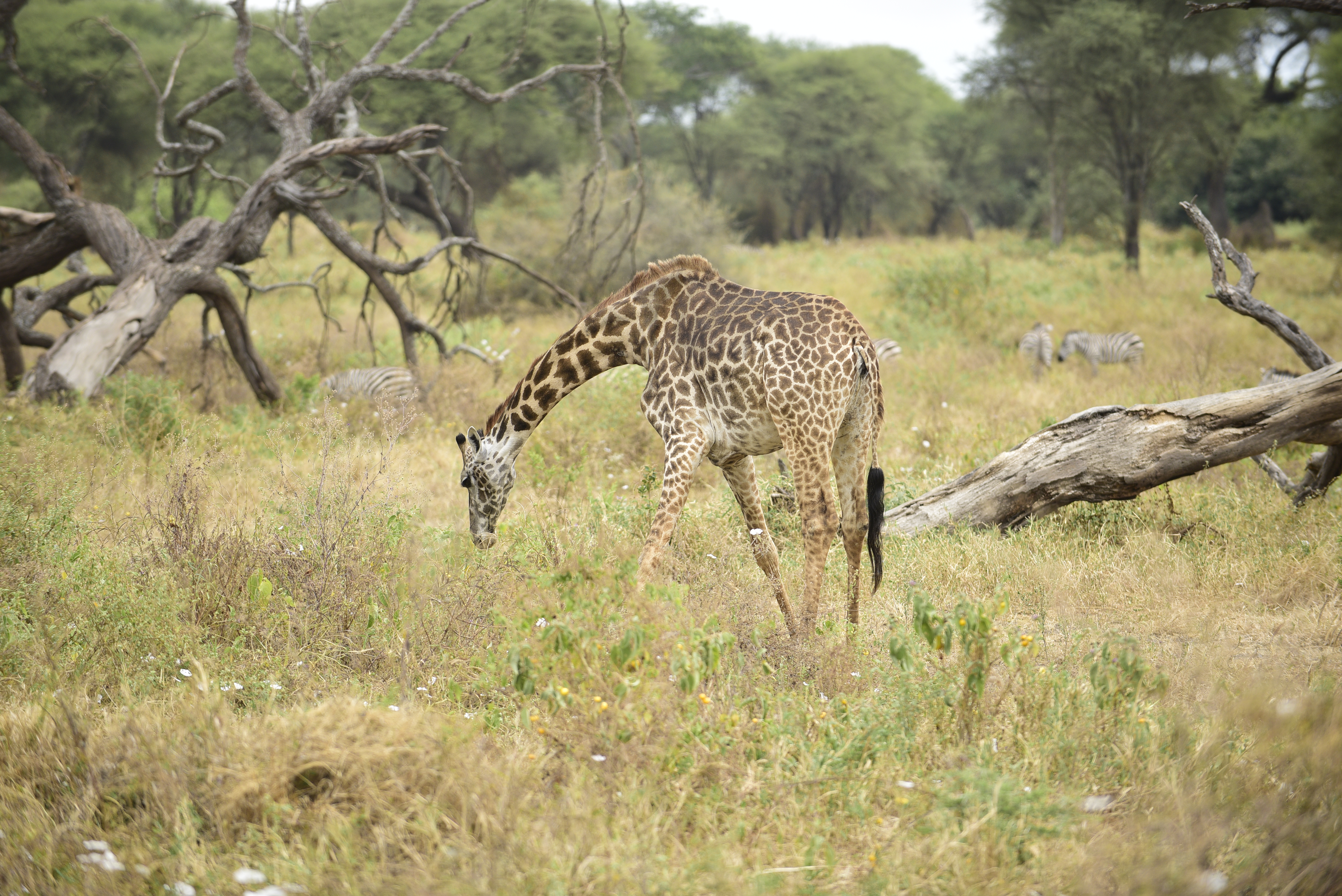 background image for - Luxury Tarangire, Ngorongoro & Manyara Tour