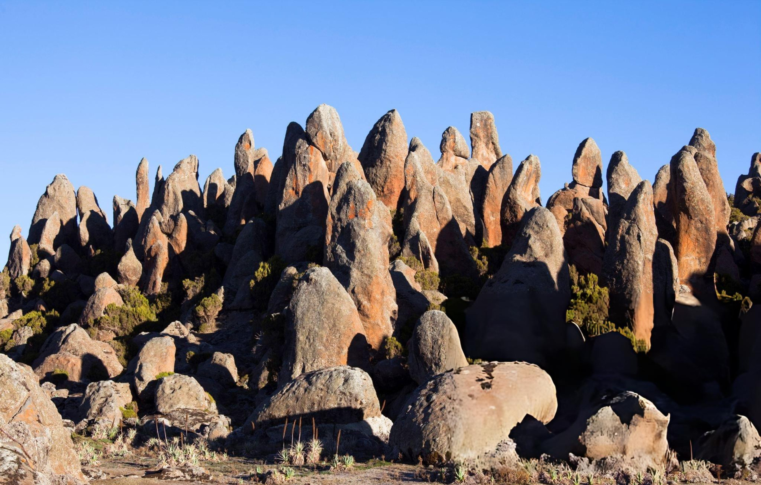 Image number 3 for 5 Day Bale Mountains Wolf Expedition & Trekking