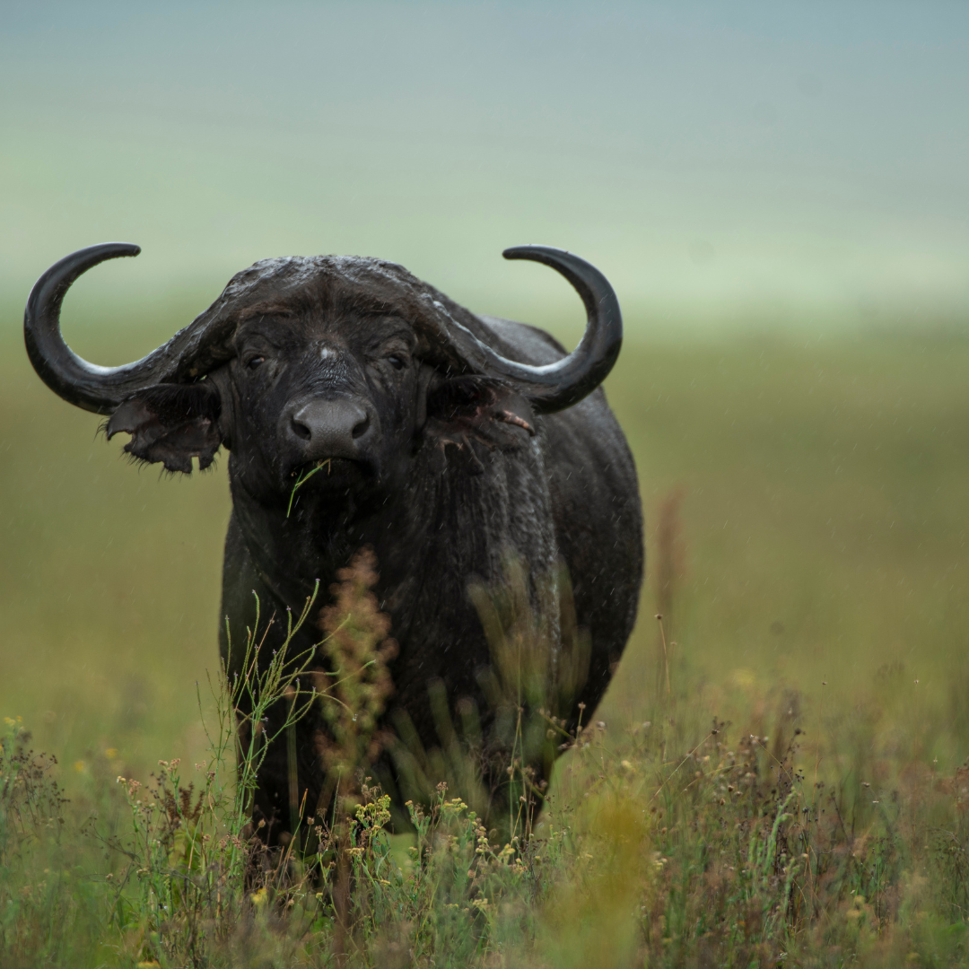 Image number 5 for 3 Days Serengeti & Ngorongoro Fly-in Safari From Zanzibar Island