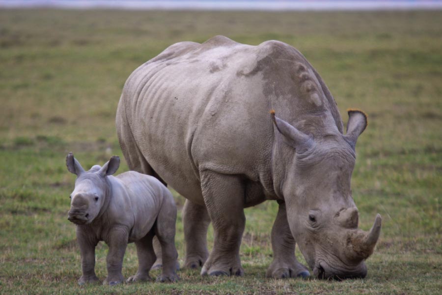 Image number 5 for Best Of Kenya In 7 Days – Group Safari To 4 Park