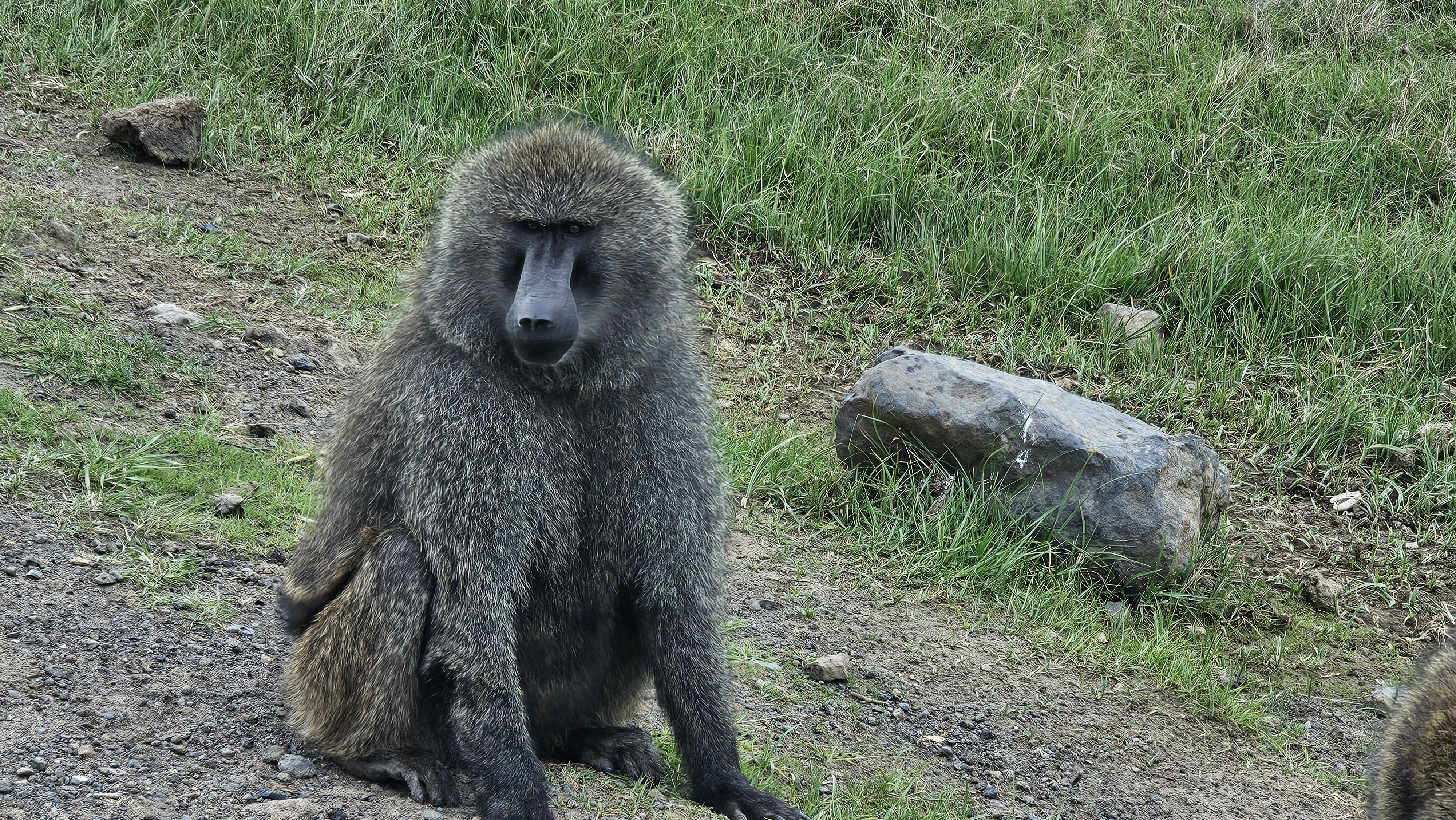 Image number 4 for Awash Park & Danakil Depression Tour
