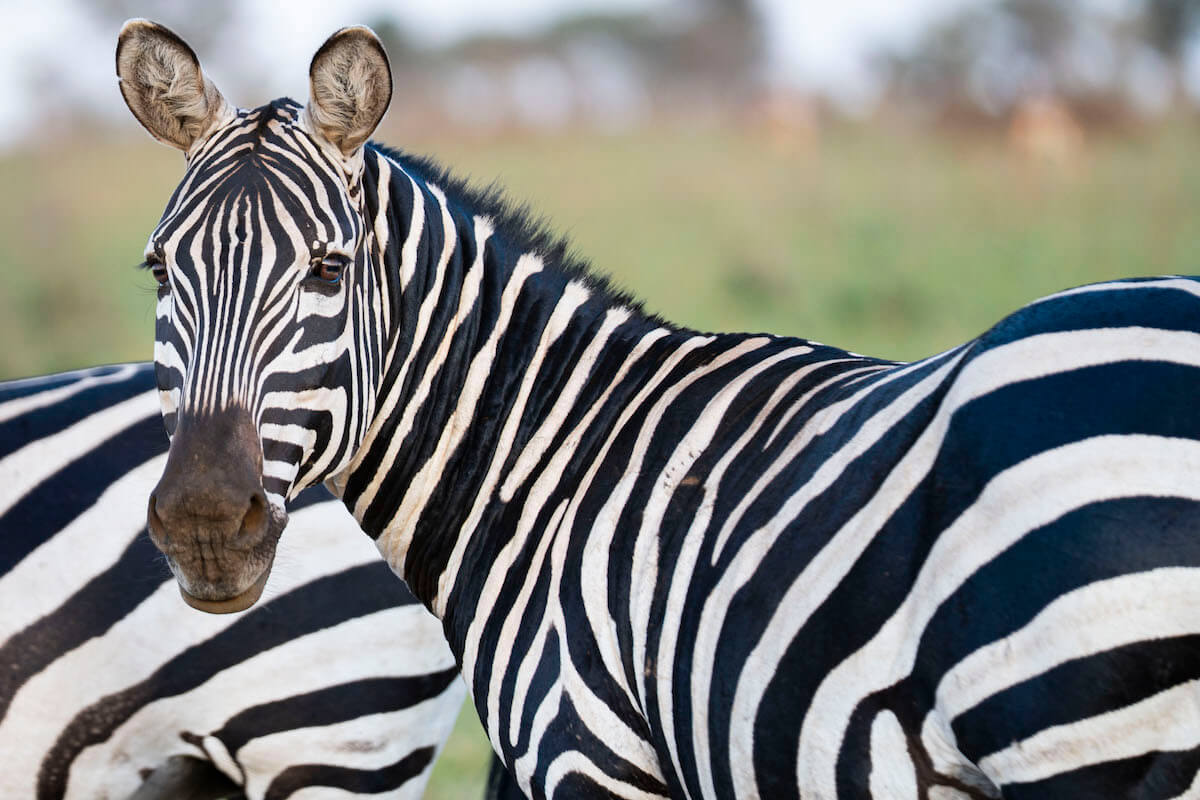 Image number 1 for Serengeti Adventure Big Cats Safari