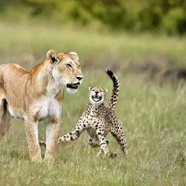 Image number 2 for 2 Day : Mikumi And Masai Cultural Expereince 