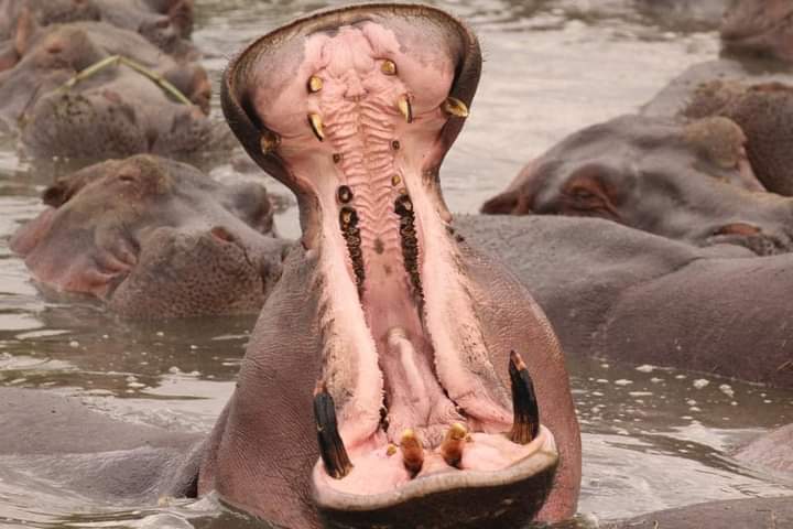 background image for - The Serengeti & Ngorongoro Safari Odyssey