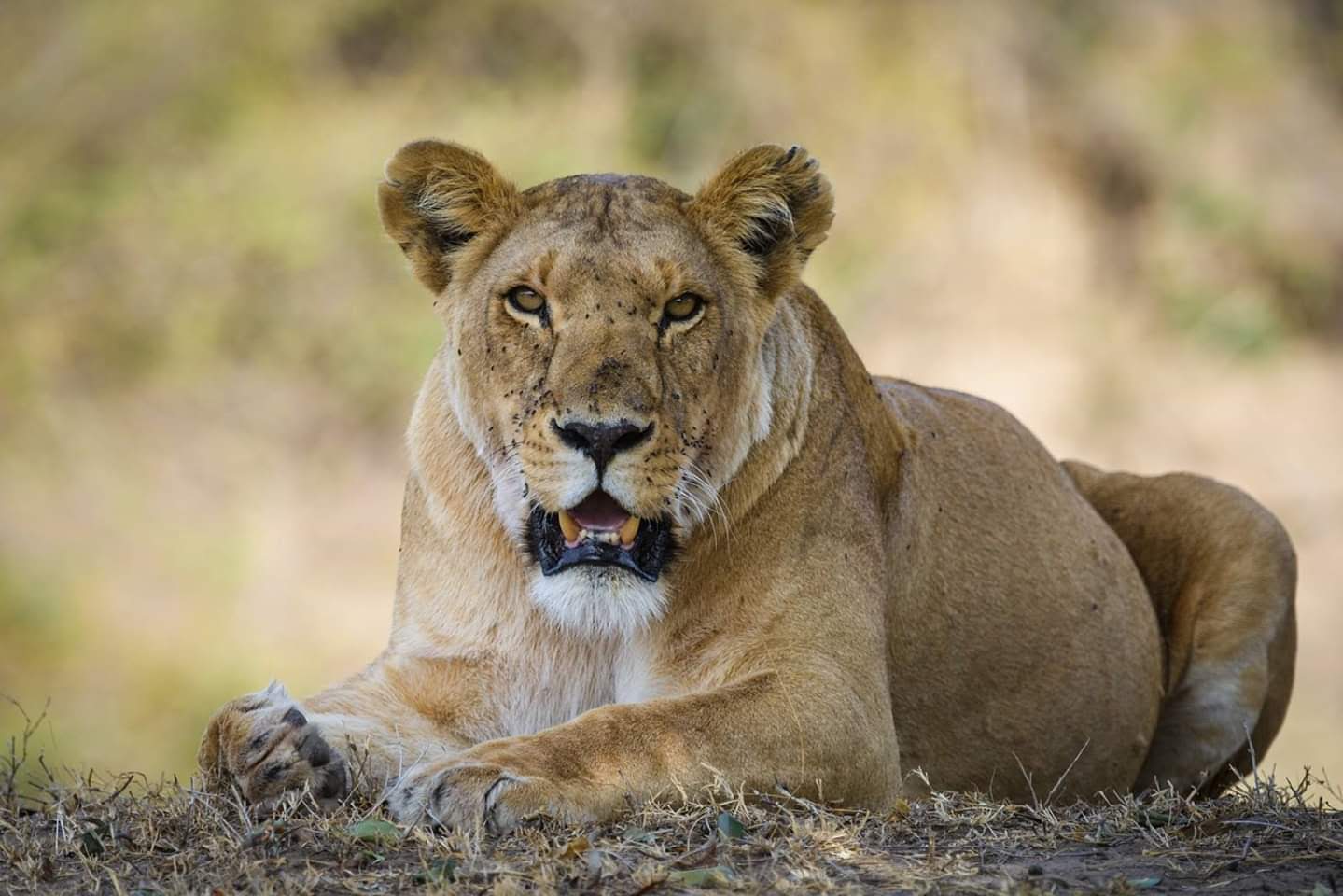 background image for - 3 Day : Town Of Bagamoyo And Saadani National Park