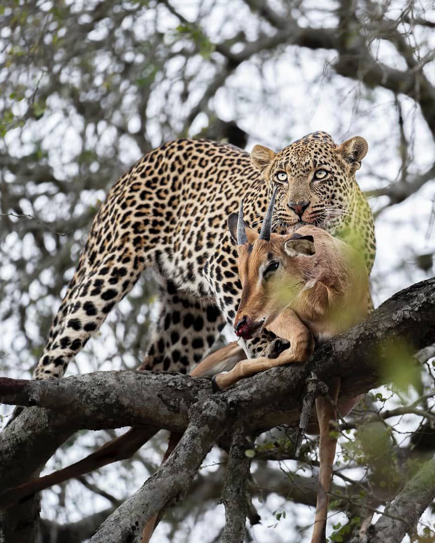 Image number 2 for 2-Day Affordable Tanzania Safari Zanzibar Fly-in And Out