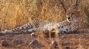 background image for -  Explore Wildlife Wonders Joining Safari