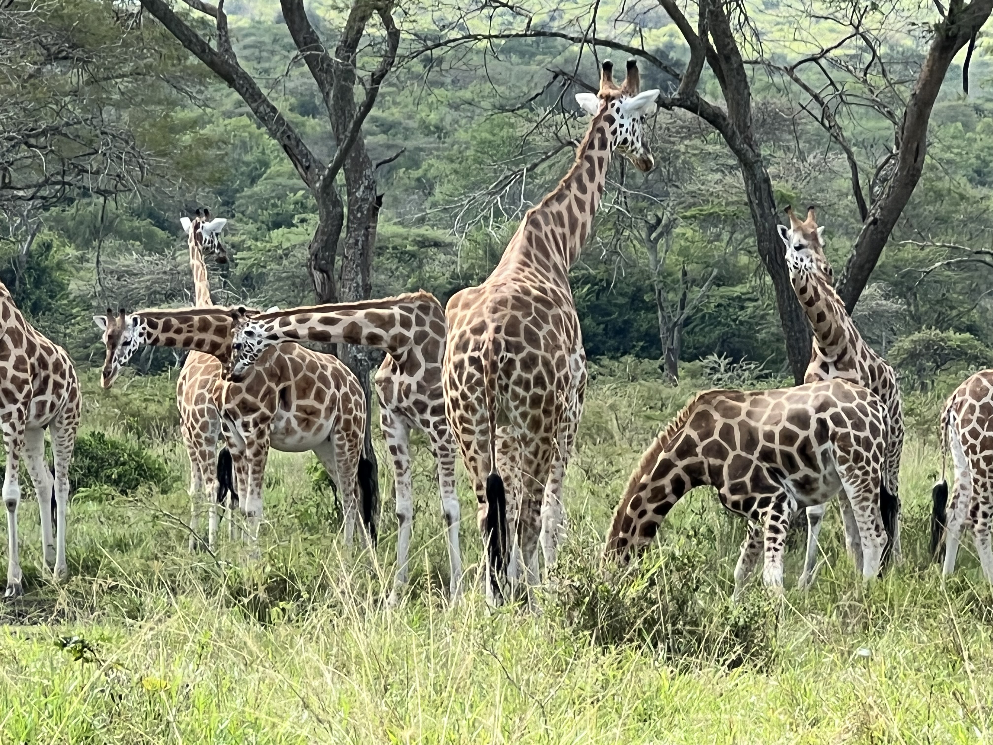 background image for - Murchison Falls Wildlife Safari