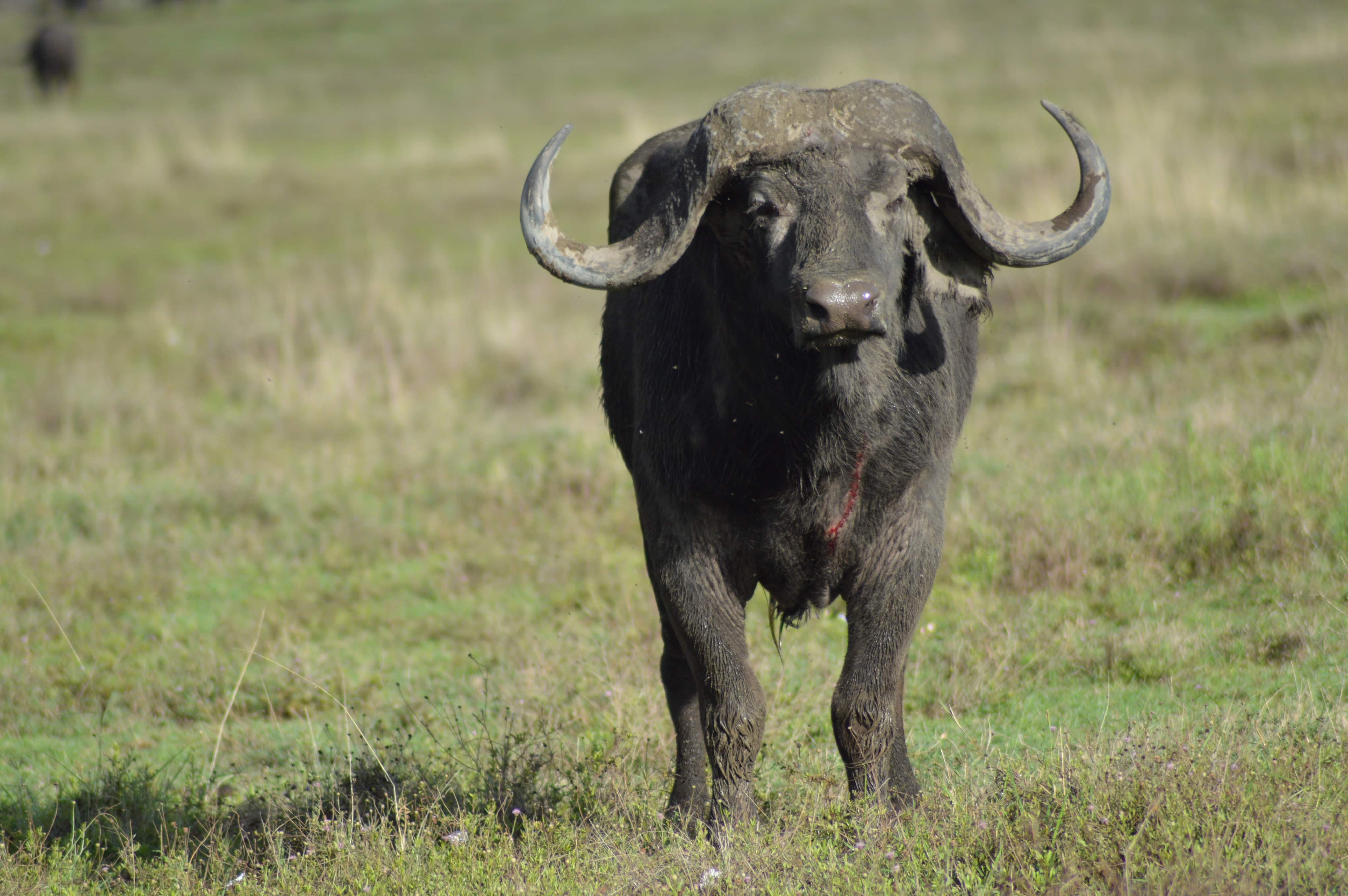 Image number 13 for 5-Day Safari Experience