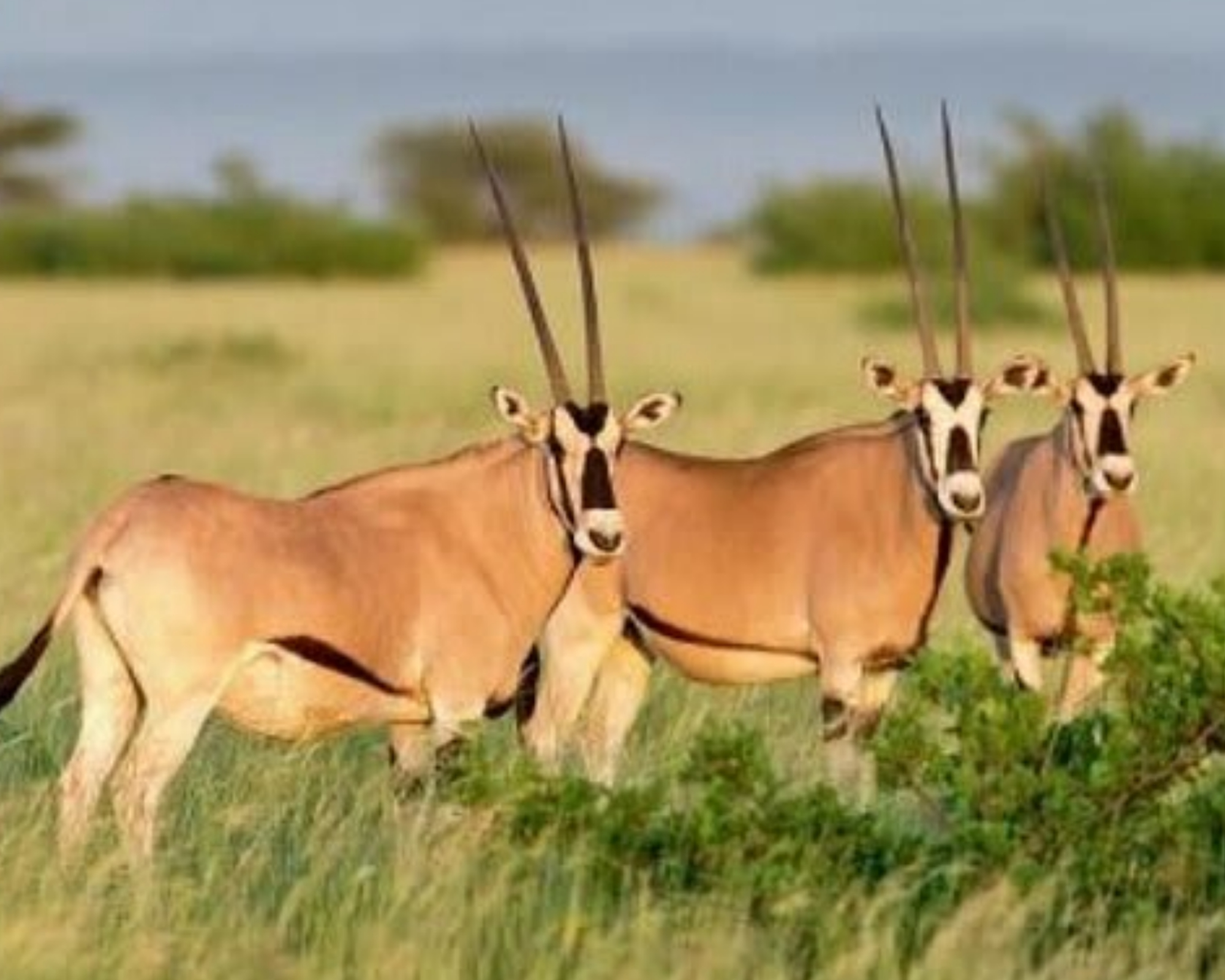 background image for - 3 Days Wild Wonders And Nature, Awash Np Tour