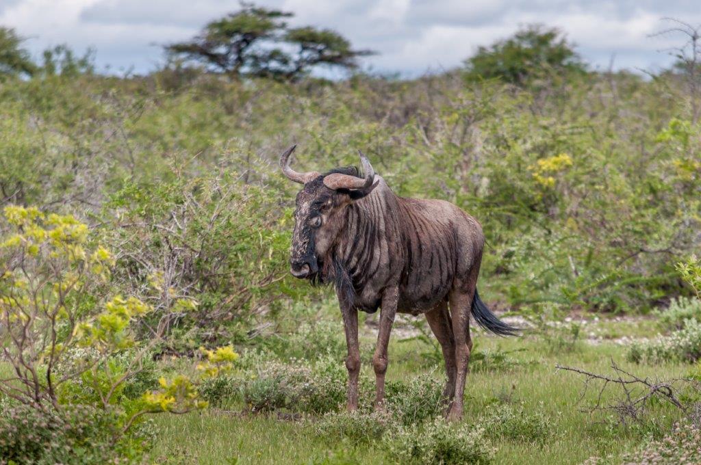 background image for - 2 Day Tanzania Private Safari