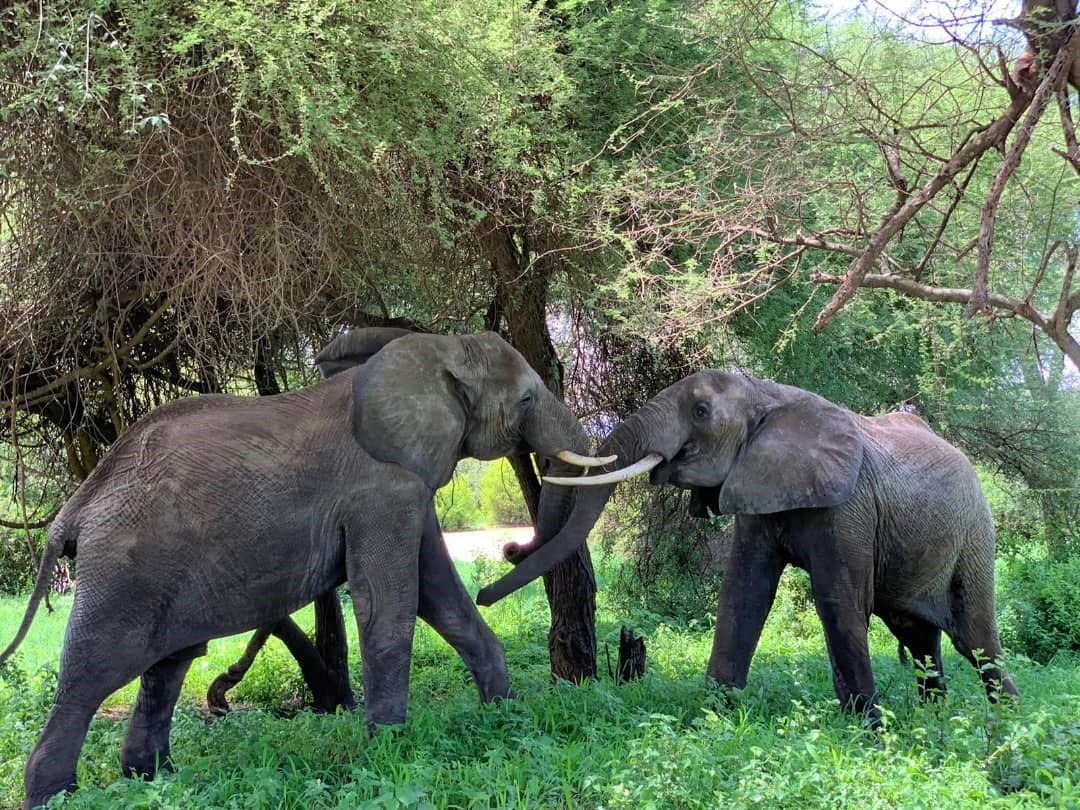 background image for - 2 Days Amazing Wildlife Safari