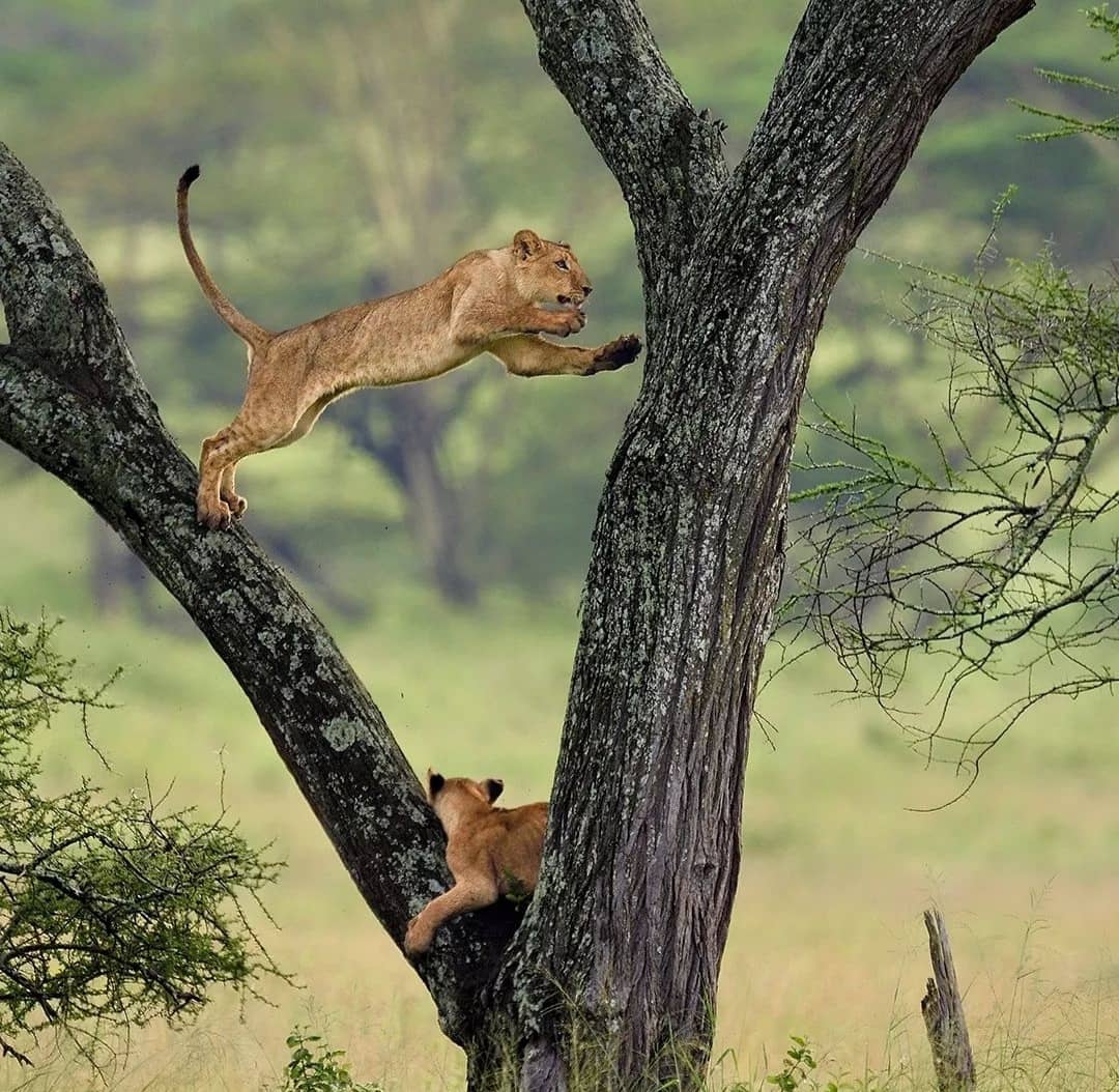 background image for - 5 DAYS SAFARIS NORTH CIRCUIT