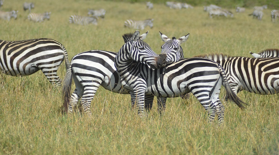 background image for - 4 Days Tanzania Luxury Safari 2026-2027