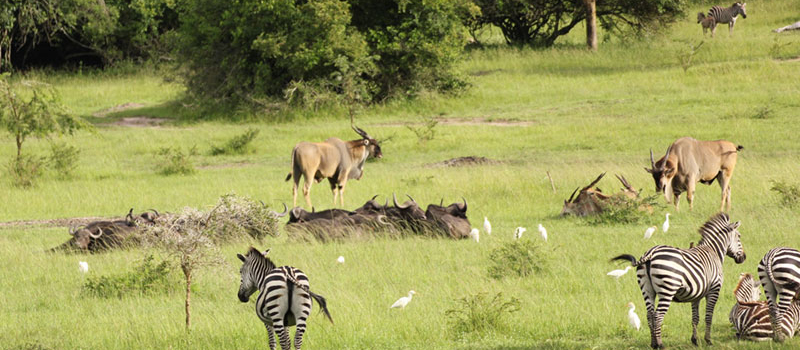 background image for - 15 Days Tanzania, Kenya And Uganda 