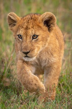 Image number 4 for Serengeti Migration Safari With Kiliclimb Africa Safaris