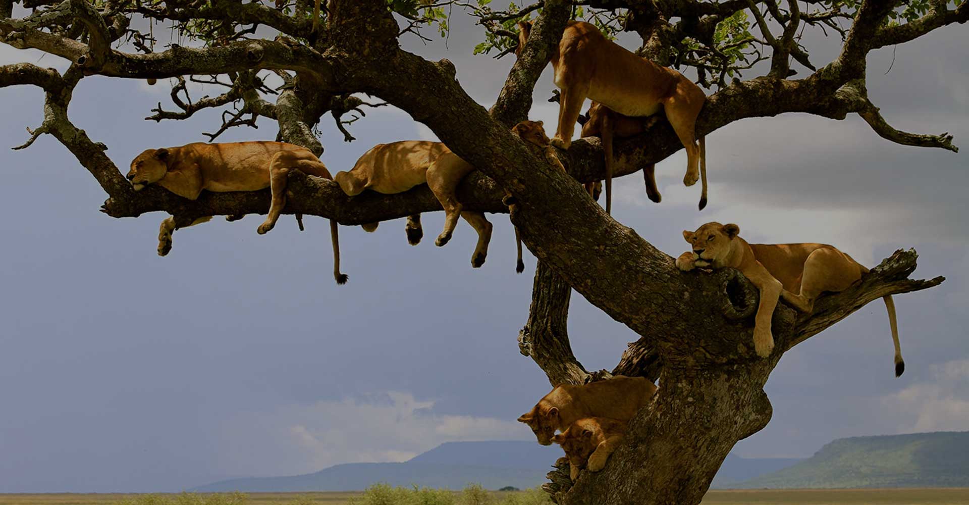 background image for - 8-Day Private Mid-range Serengeti Wildebeests Migration