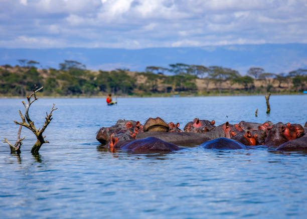 Image number 5 for 7-Day Masai Mara~nakuru~naivasha~amboseli