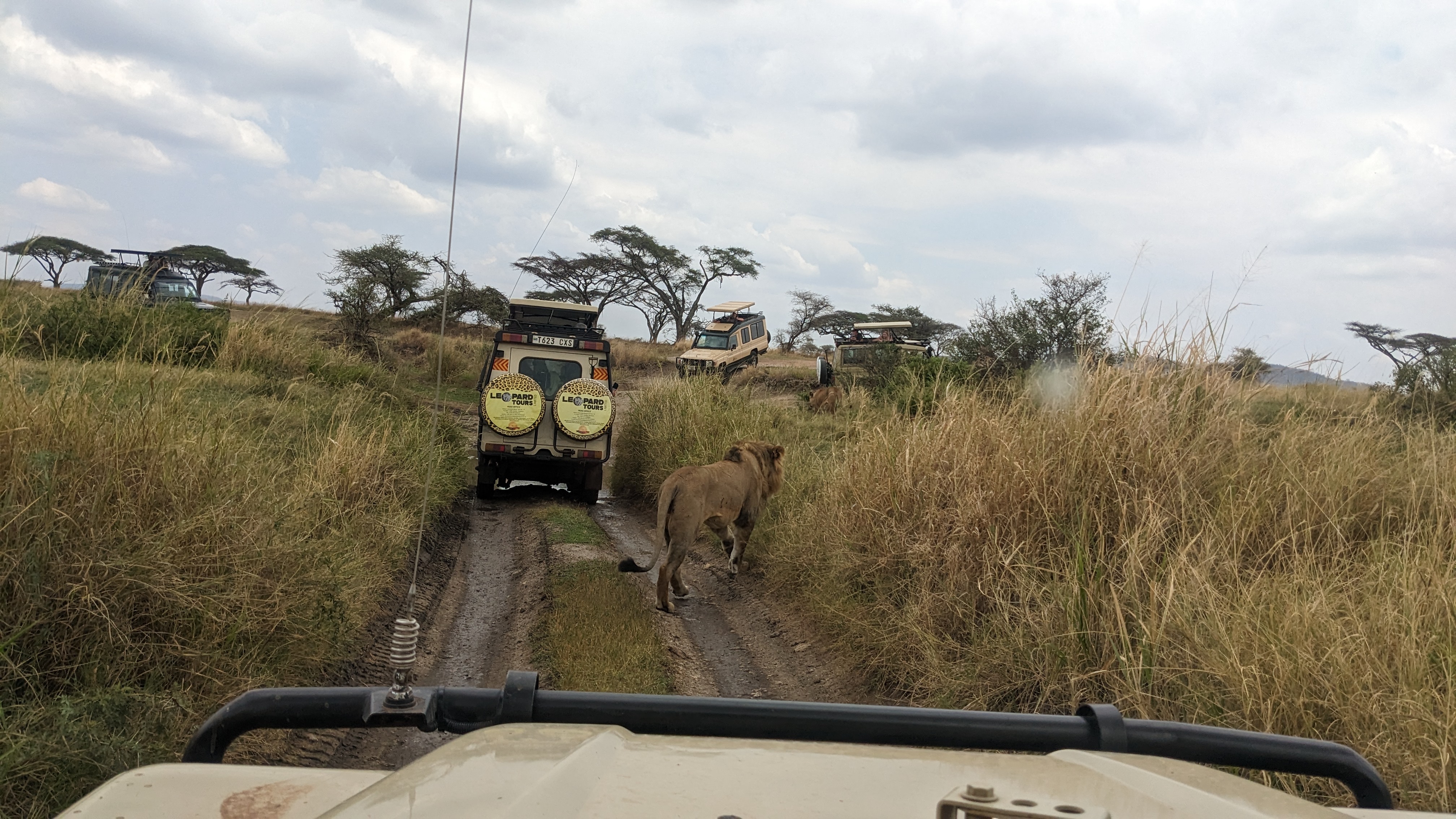 background image for - 2 Night Serengeti And Ngorongoro Safari