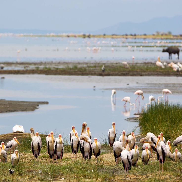 Image number 1 for 3- Days Fly-in Safari From Zanzibar.