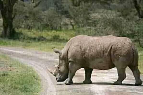 Image number 3 for Tanzania Photographic Safari