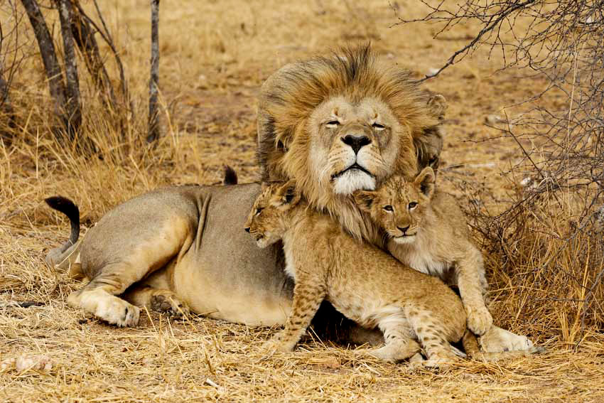 Image number 4 for 2 Days Budget Camping Safari Tarangire And Ngorongoro 2026 2027