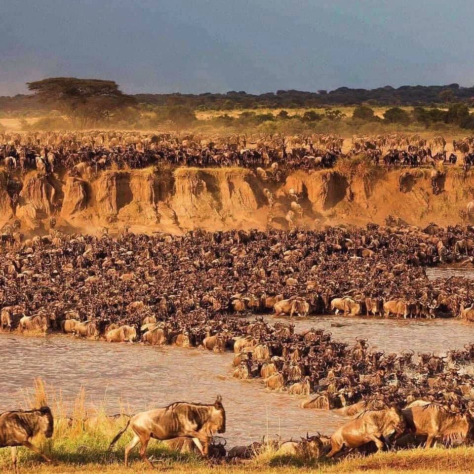 background image for - Witness The Great Migration-northern Serengeti