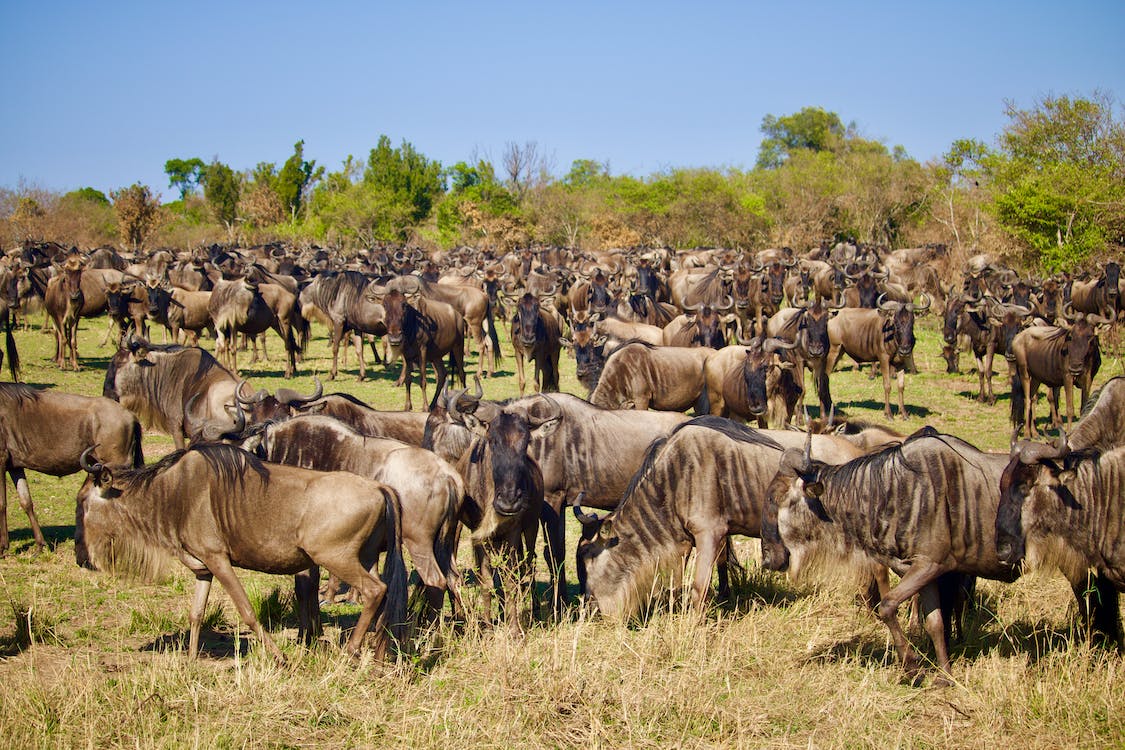 Image number 2 for Wildebeest Migration Safari