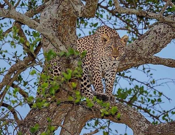 background image for - 7 Days Tanzania Comfort Safari