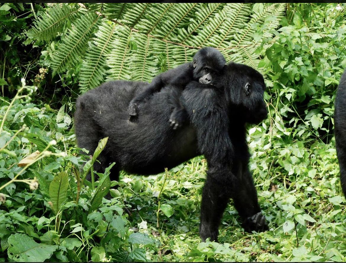 Image number 2 for 3- Day Uganda Gorilla Trekking Tour 
