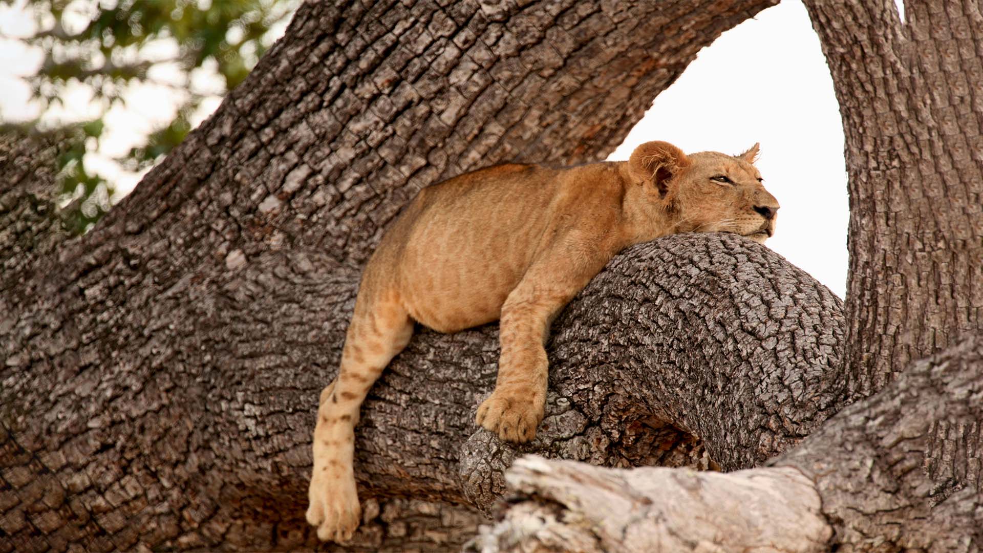 Image number 16 for 7 Days Camping Northern Zone Safari