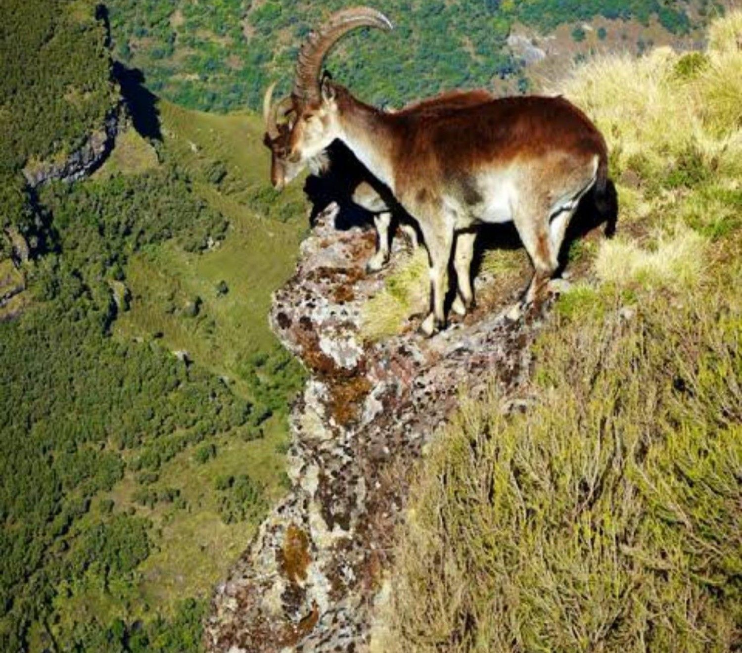 Image number 9 for 4 Days Simien Mountain Trekking & Wildlife Tour