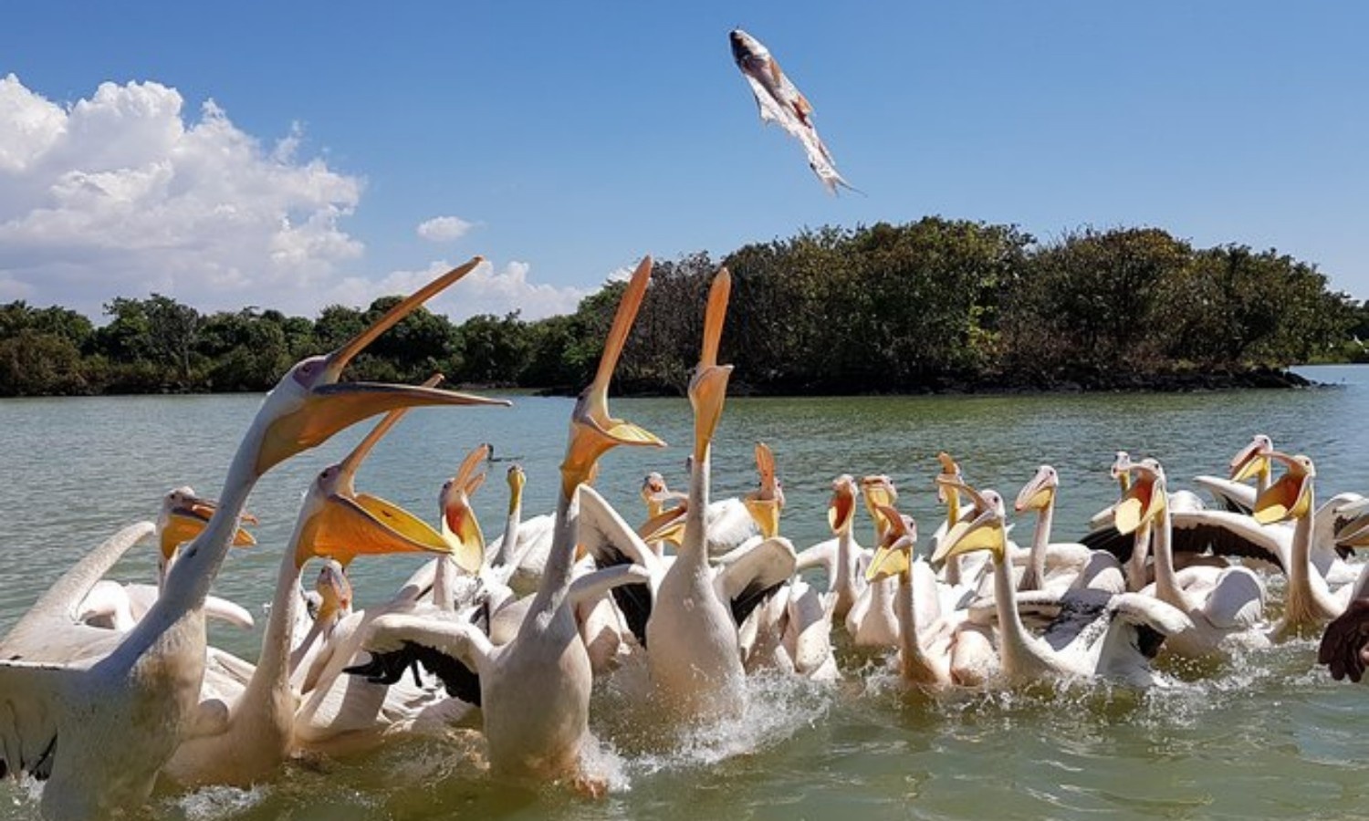 Image number 10 for 14-Day Explores Northern And Southern Part Ethiopia Tour