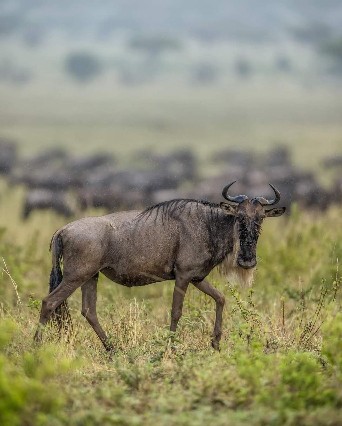 Image number 2 for Fly In Serengeti From Zanzibar Package