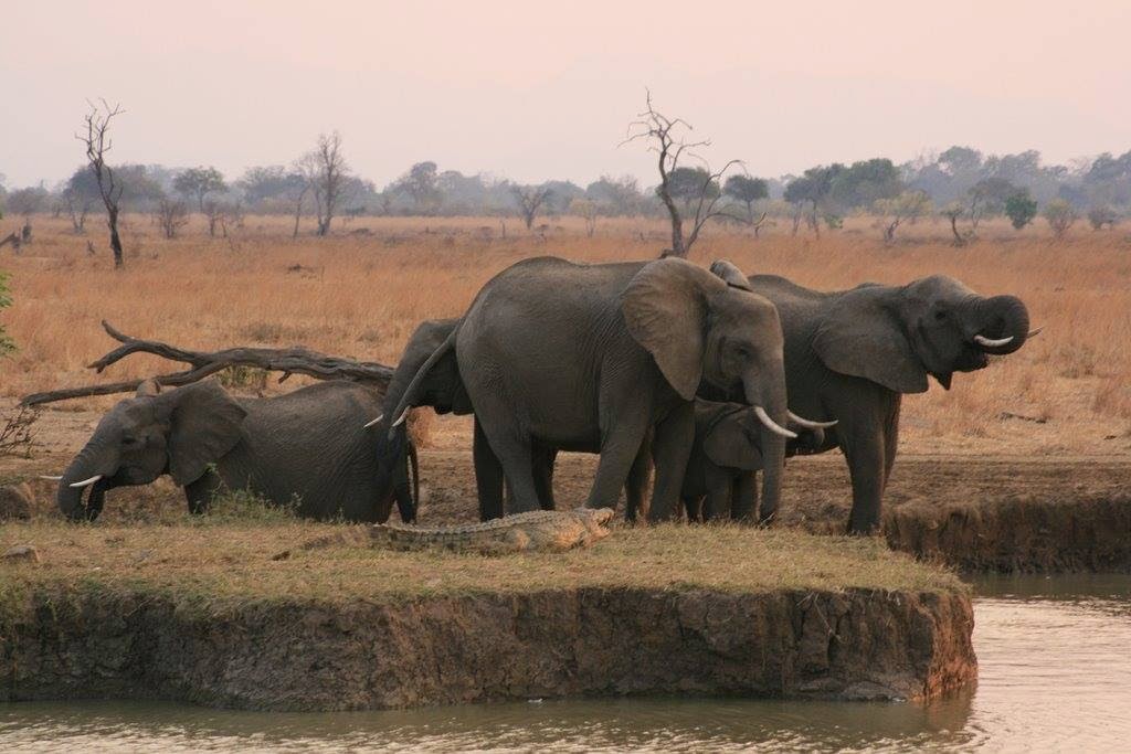 Image number 5 for Day Mikumi National Park Safari By Train From Dar Es Salaam