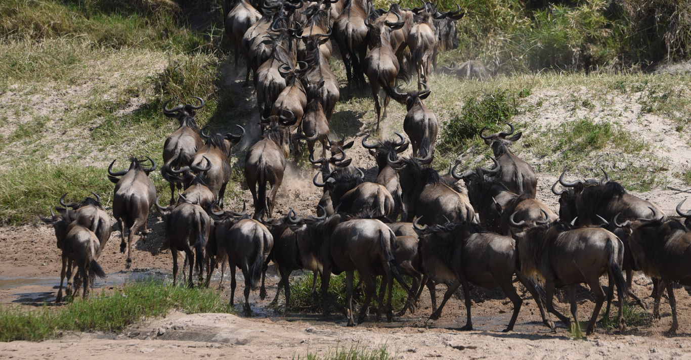 background image for - 4 Days Wild And Culture Mid-range Safari