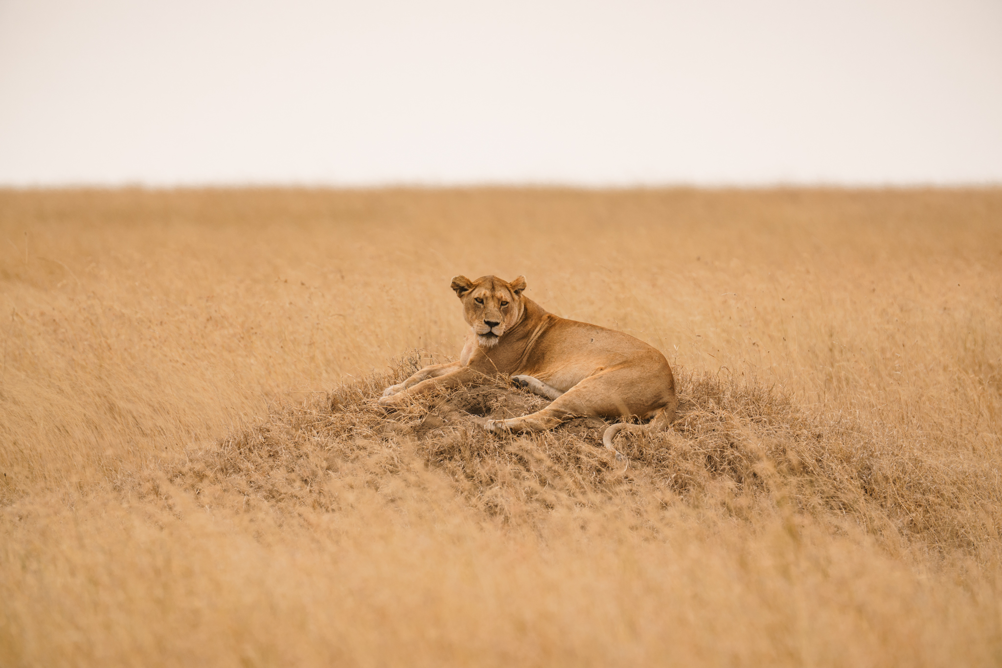 background image for - 5 Days Tanzania Affordable Luxury Safari