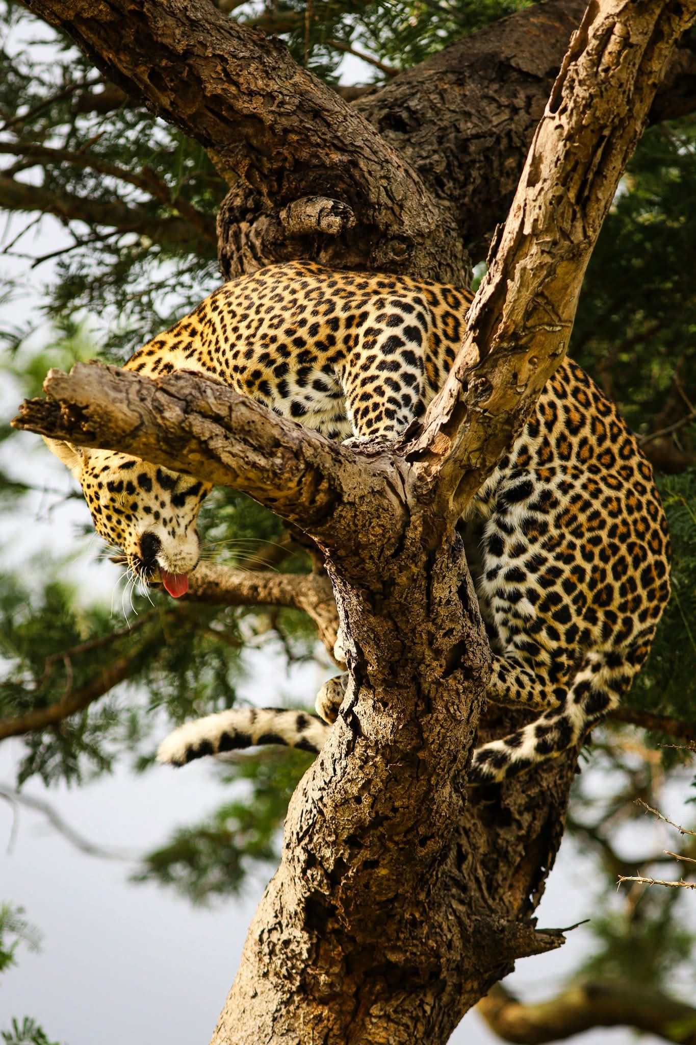 Image number 2 for Essence Of Tanzania - Luxury Tarangire, Ngorongoro & Manyara 