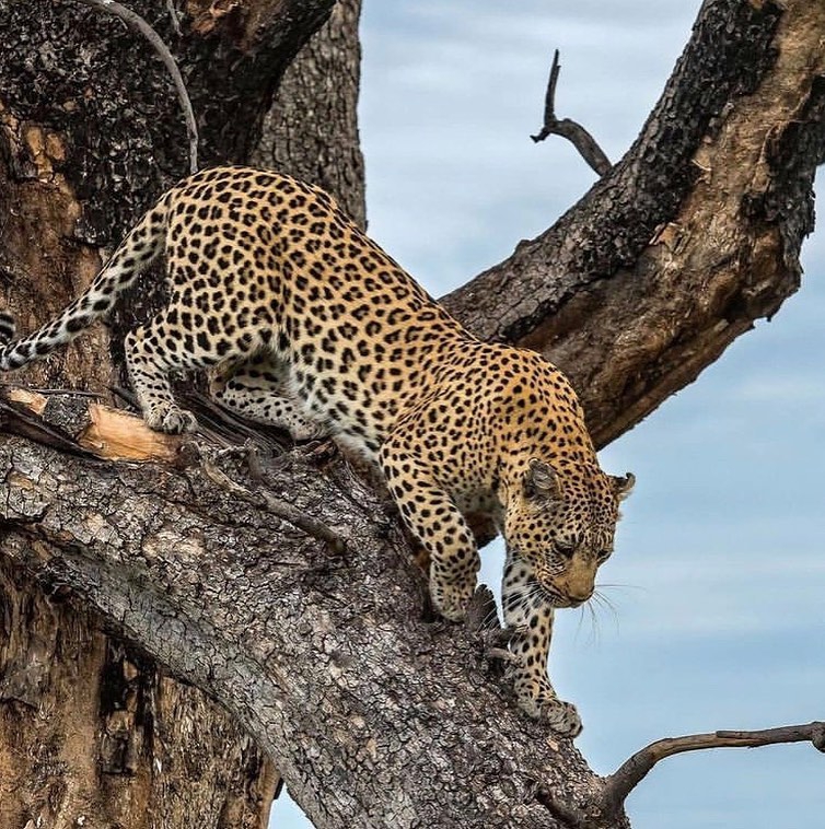 Image number 3 for 3 Day Tanzania Camping Safari