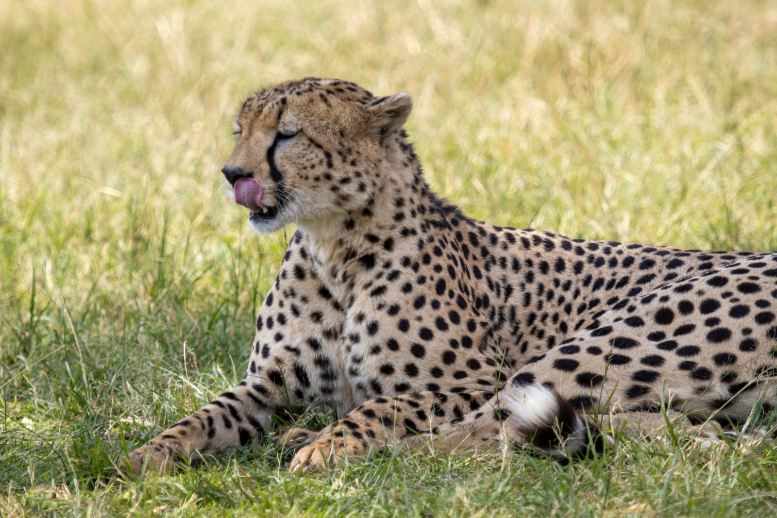 Image number 5 for 7 Days / 6 Nights Epic Kenyan Wildlife Safari.