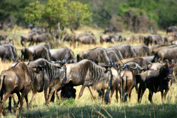 background image for - Best 5 Days Serengeti Migration Safari