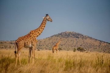 Image number 5 for Lake Manyara, Serengeti, Crater & Tarangire Park