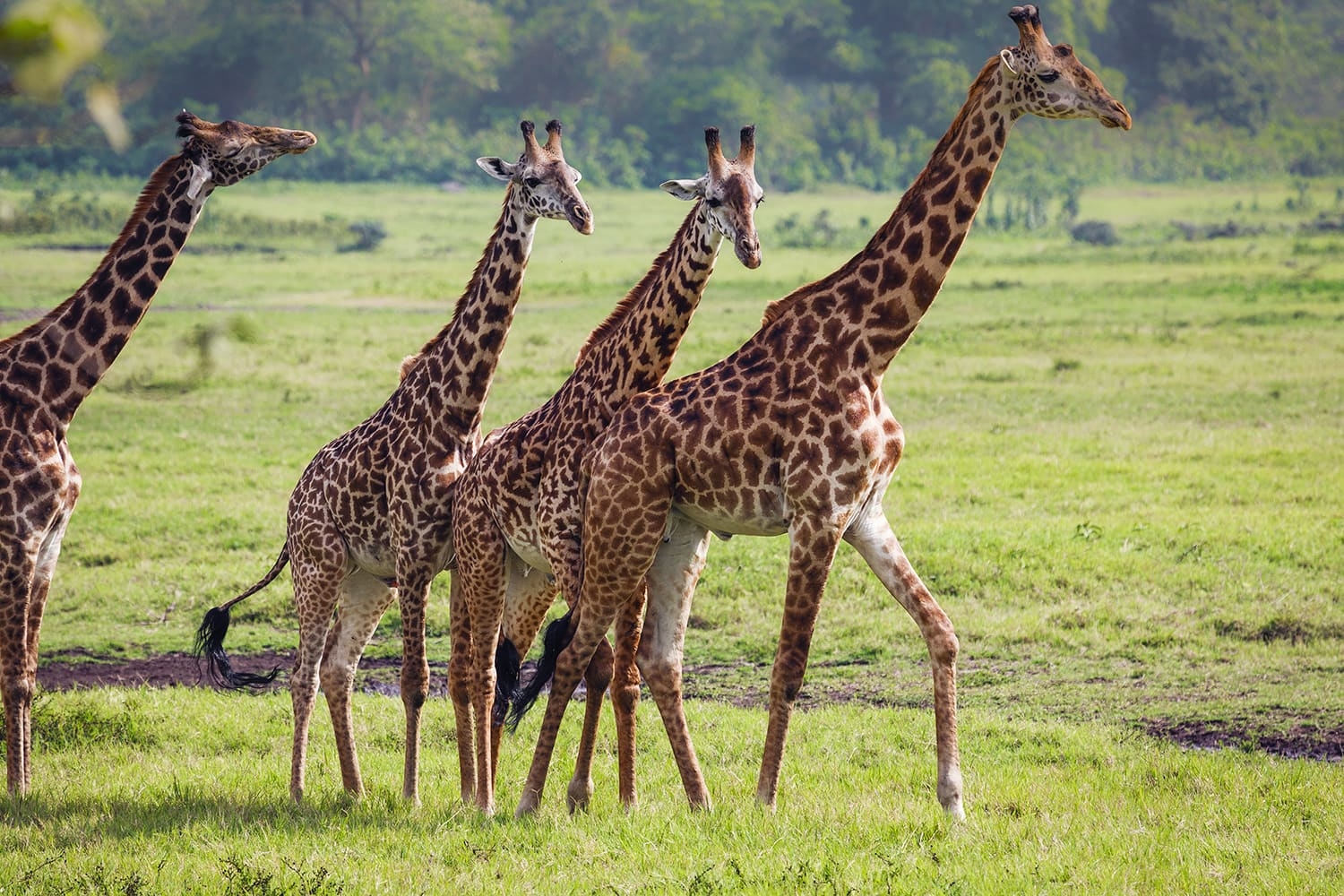 background image for - 1 Day Safari To Arusha National Park 