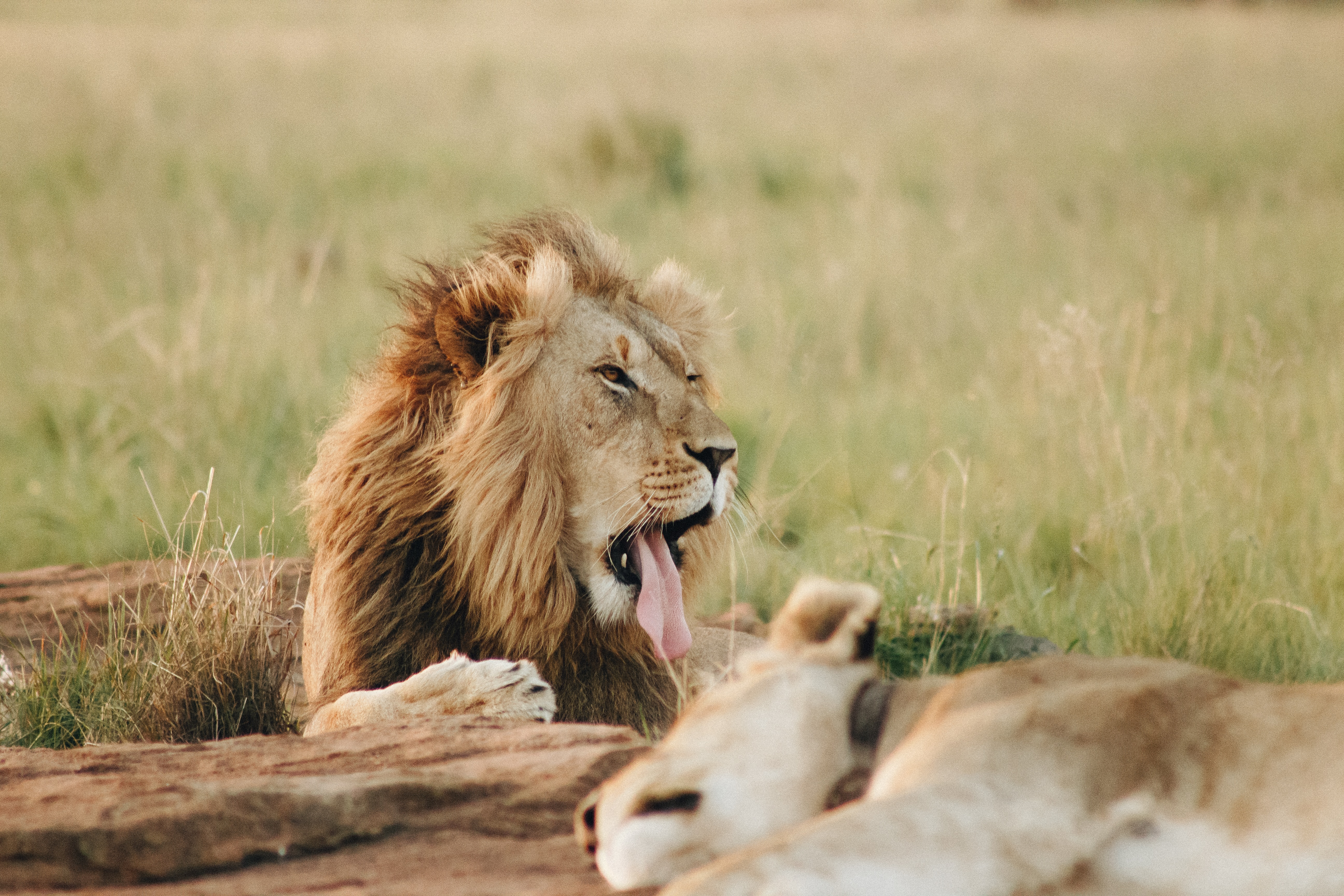 background image for - Best 8 Days Serengeti Safari In Tanzania