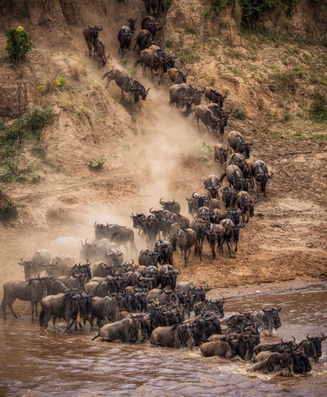 Image number 1 for Ndutu Migration Safari Experience (dec–apr)
