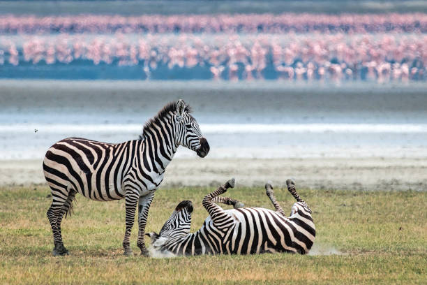 background image for - 2-Day Tanzania Safari To Mikumi Nature