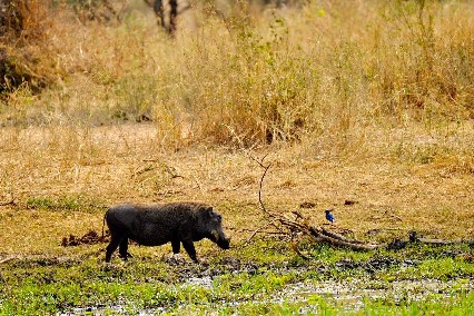 Image number 1 for Expedite Northern Safari