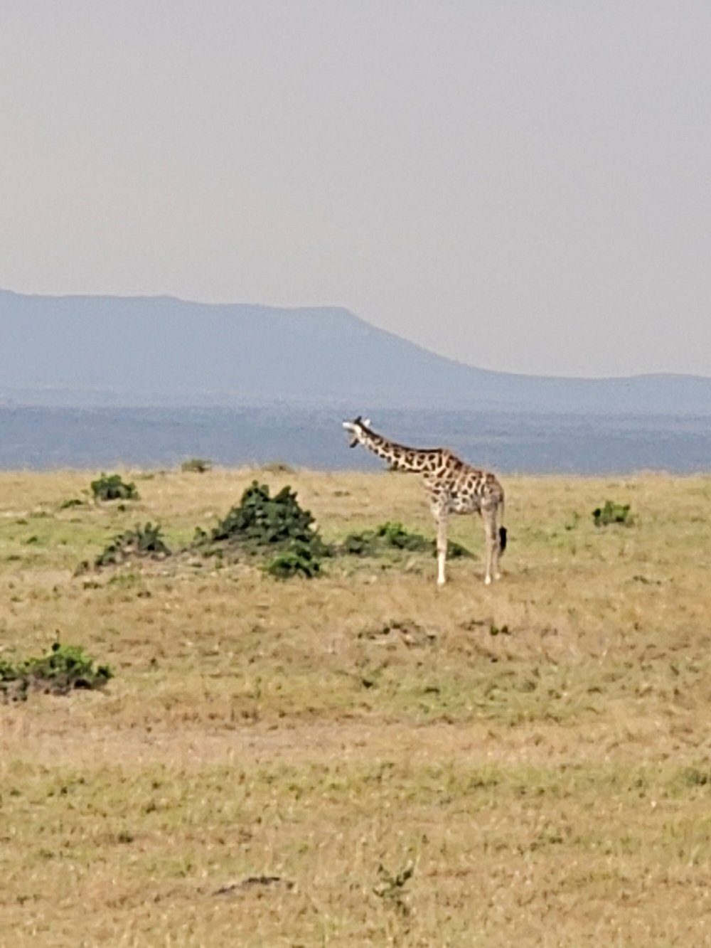 Image number 1 for  3 Days Masai Mara Big Five Safari