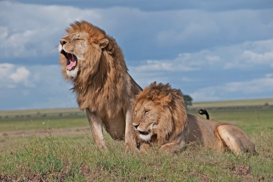 background image for - 5-Day Group Safari: Maasai Mara To Naivasha